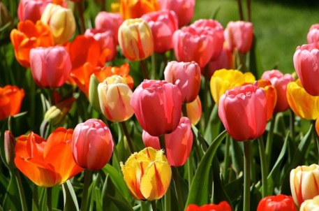 fiebre de los tulipanes